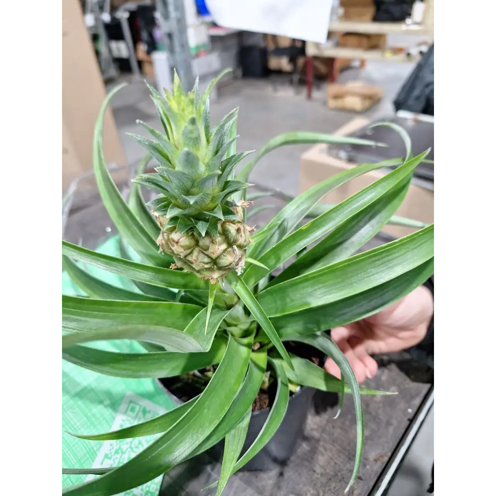 Ананас Ми Амиго ø12 h40 см Santreyd STLM-2034860