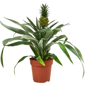 Santreyd Ананас комнатный - экзотическое украшение интерьера 89348852