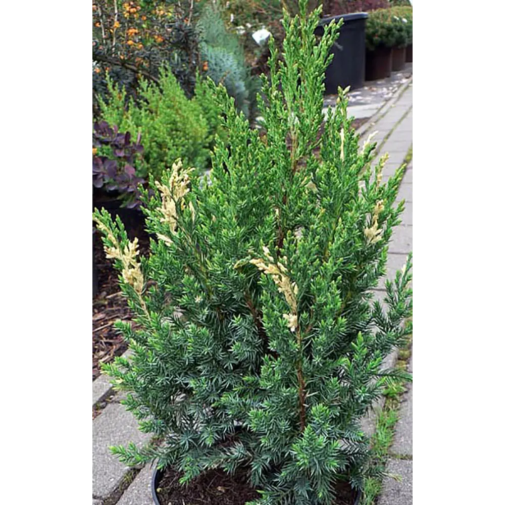 Можжевельник Стрикта Вариегата - хвойный кустарник с голубой хвоей 89394801 Santreyd STLM-1580870