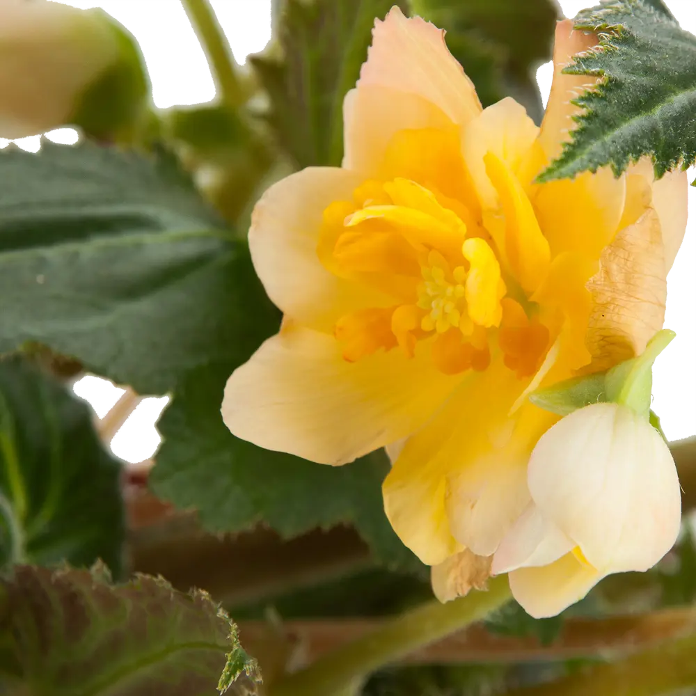 Santreyd Бегония клубневая в подвесном кашпо - цветущее украшение интерьера 82650002 STLM-0032840 - Вид №2