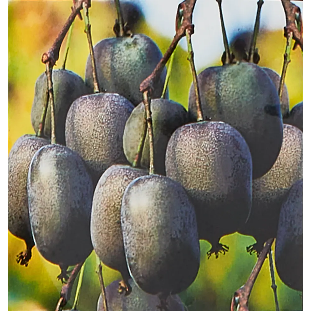 Santreyd Актинидия аргута Кенс Рэд - плодоносящая лиана для сада 85325512 STLM-0061606