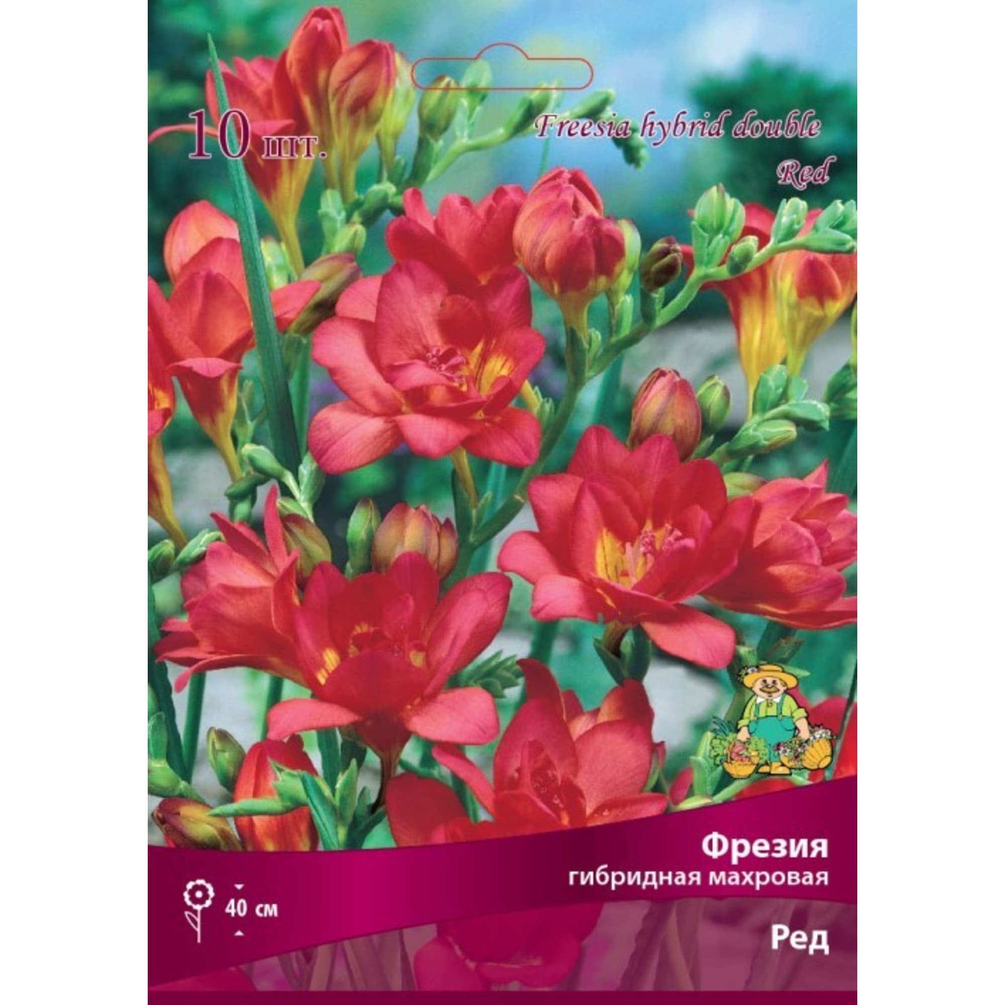 83597223 Фрезия гибридная махровая Ред луковица 5/6 Santreyd 