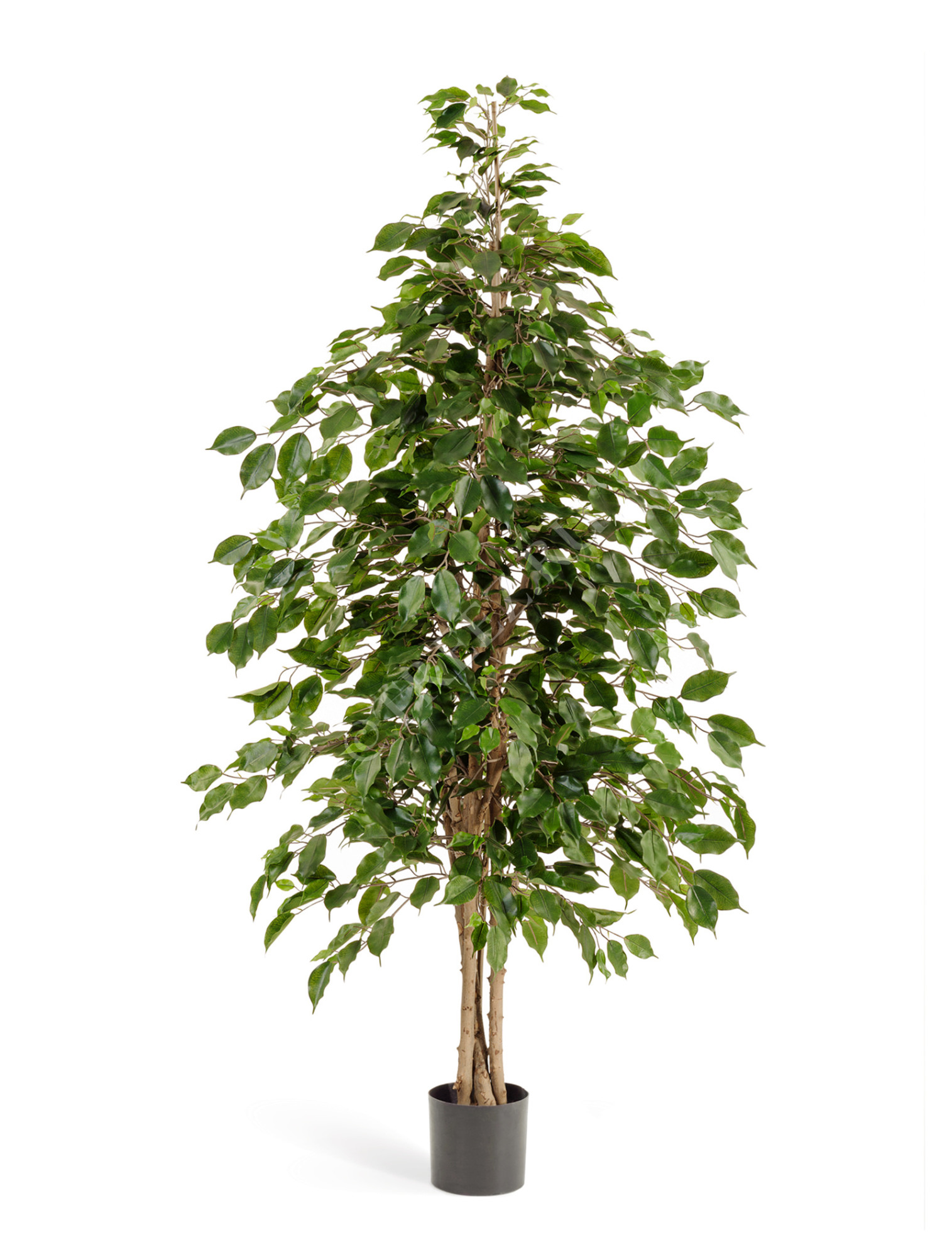 10.32206N Фикус Бенджамина натуральный Цветочная коллекция 