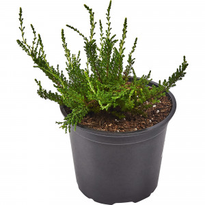 82585334 Вереск микс 15x30 см