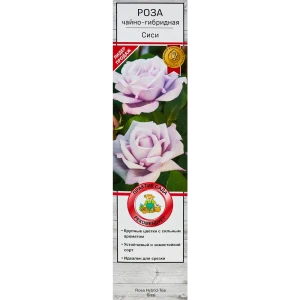 Розы чайно-гибридные «Си-Си» 18348081 STLM-2183649