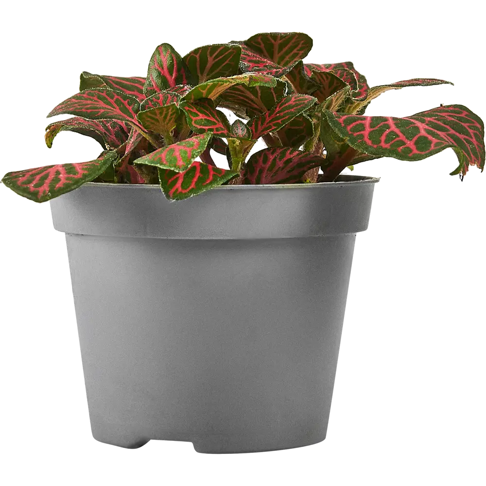 Santreyd Фиттония микс — декоративное растение с серебристыми узорами 87819630 STLM-0075867 - Вид №1