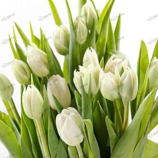 P-020 Фотообои DIVINO L&P 3х2.7 м P020