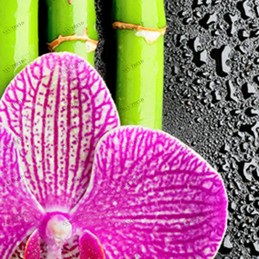 C1-286 Фотообои DIVINO Collection C 2.7х1 м C1286