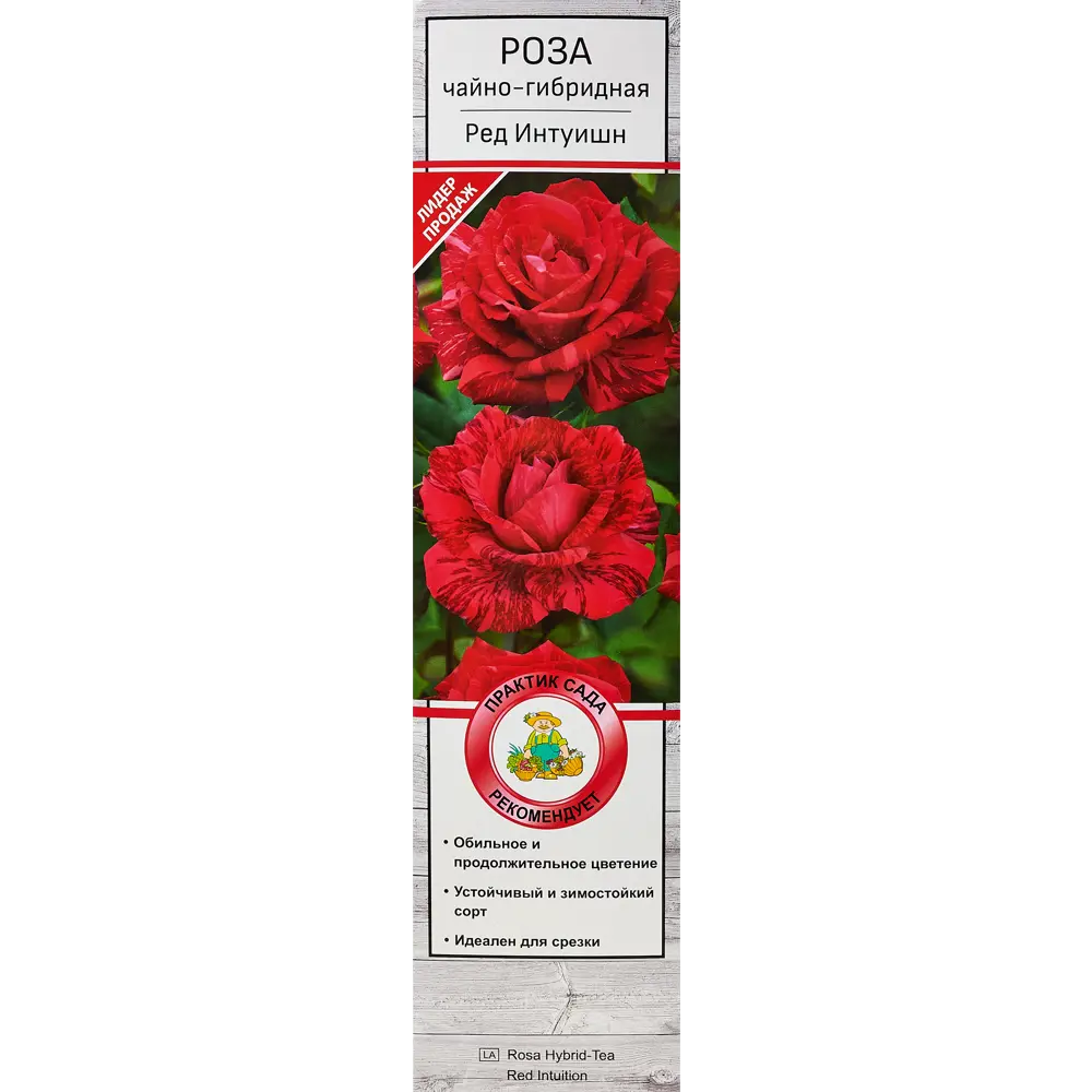 Роза чайно-гибридная «Ред Интуишн» 81951238 STLM-2150181 Santreyd  - Вид №1