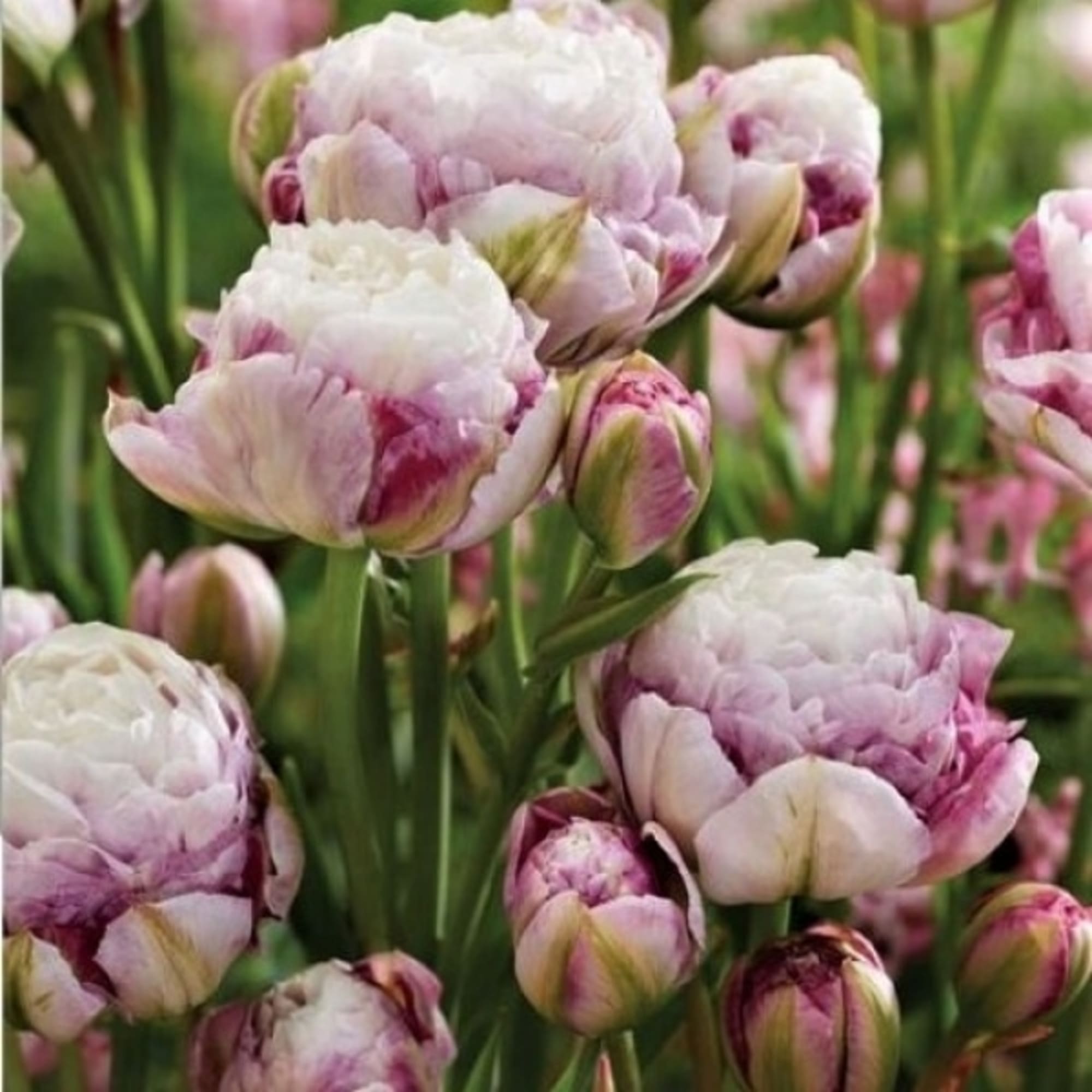 89078330 Тюльпан махровый Дабл Сюрприз луковица 12/, 7 шт Santreyd 