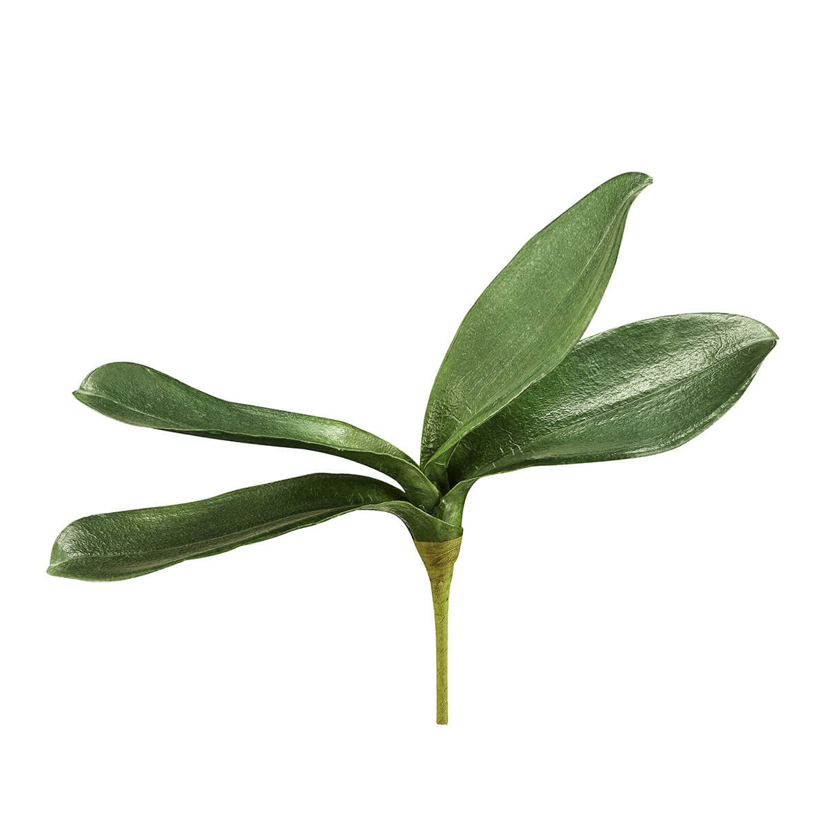 210300-70 ABHIKA ЛИСТОВЫЙ ФАЛЕНОПСИС GREEN 