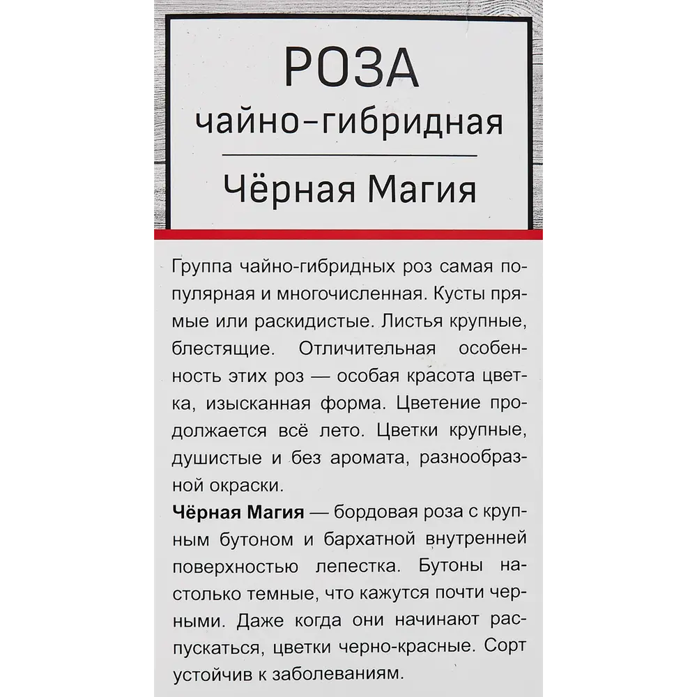Розы чайно-гибридные «Черная Магия» 18348208 STLM-2034608 Santreyd  - Вид №2