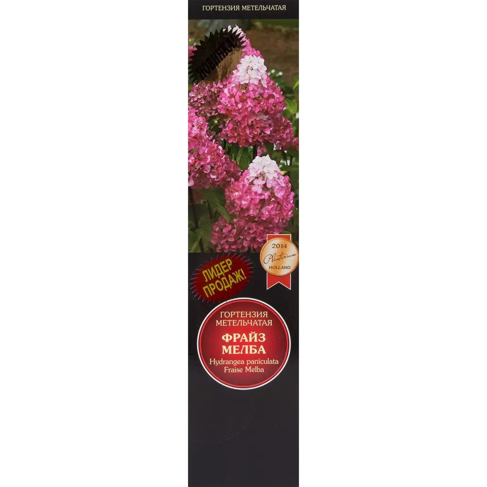 Гортензия метельчатая Фрайз Мелба 82527741 STLM-2158930 Santreyd 
