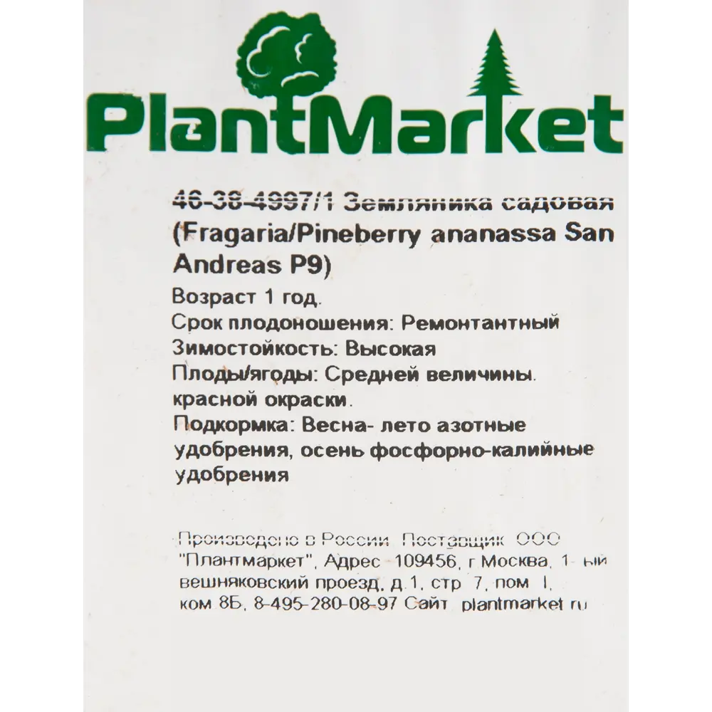 Земляника садовая «Сан Андреас» 9x15 см PLANTMARKET STLM-2208457 - Вид №1