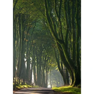 Фотообои бумажные «Королевская дорога» 184х254 см