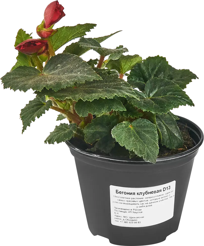 Бегония клубневая Santreyd - яркое украшение сада 83597581