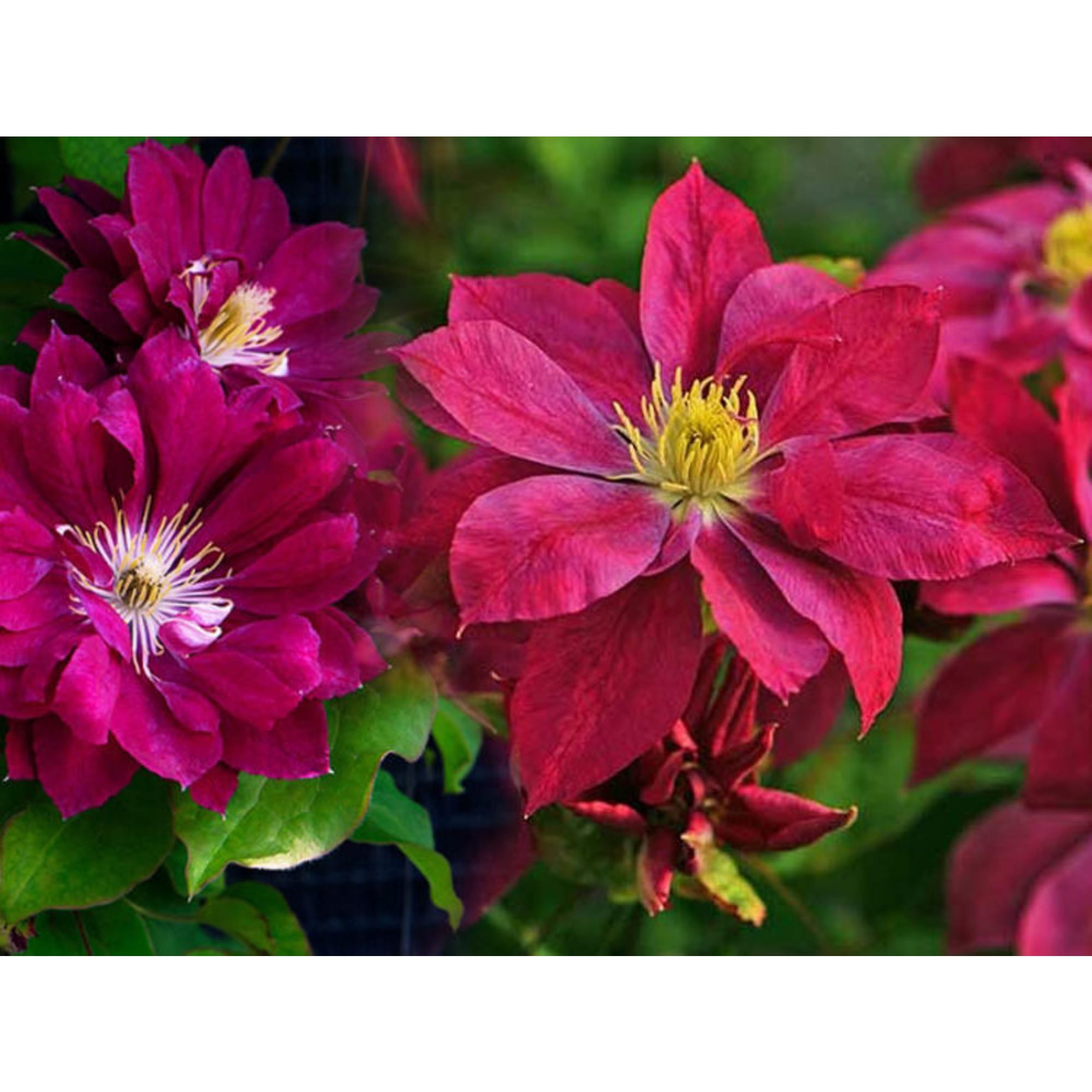 85324325 Клематис крупноцветковый Ред Стар ø17 h50 см Santreyd 