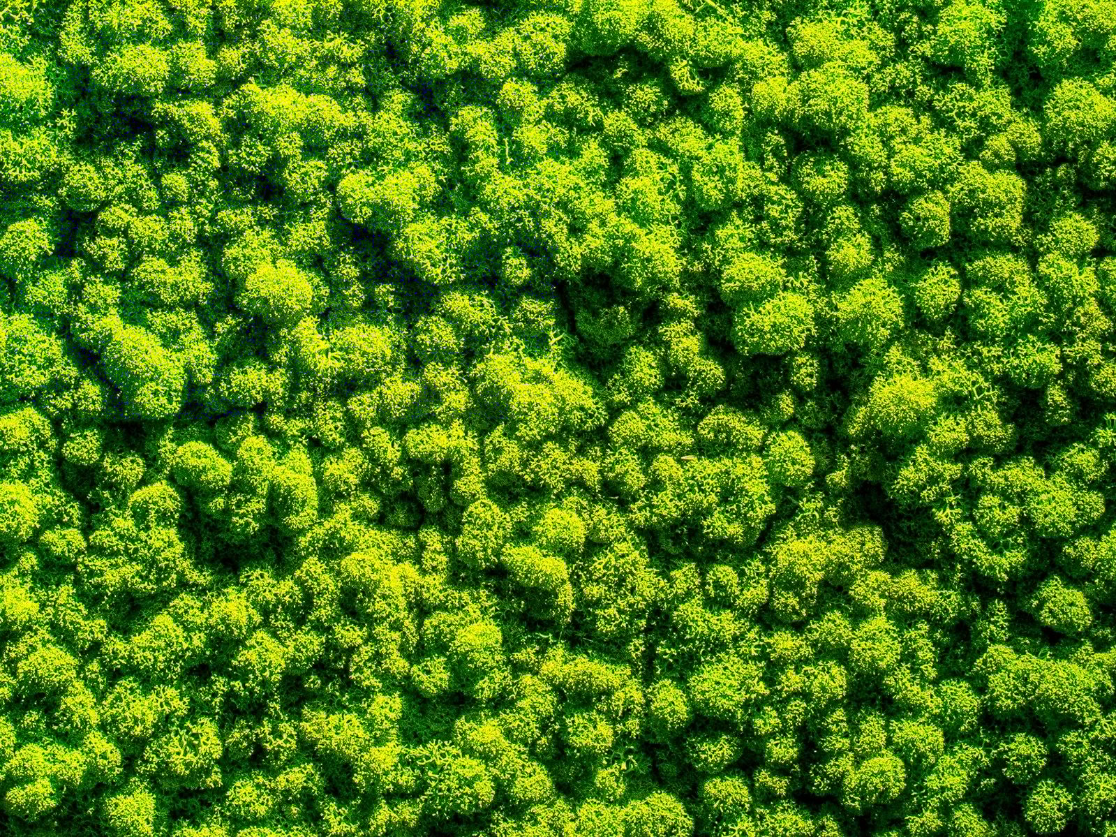 Растительная картина из мха Freund GmbH ARCH-00015463 - Вид №4