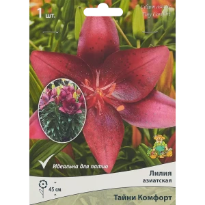 Лилия азиатская Тайни Комфорт