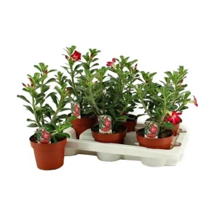 Адениум Анук 14x35 см 82877377 STLM-2094810