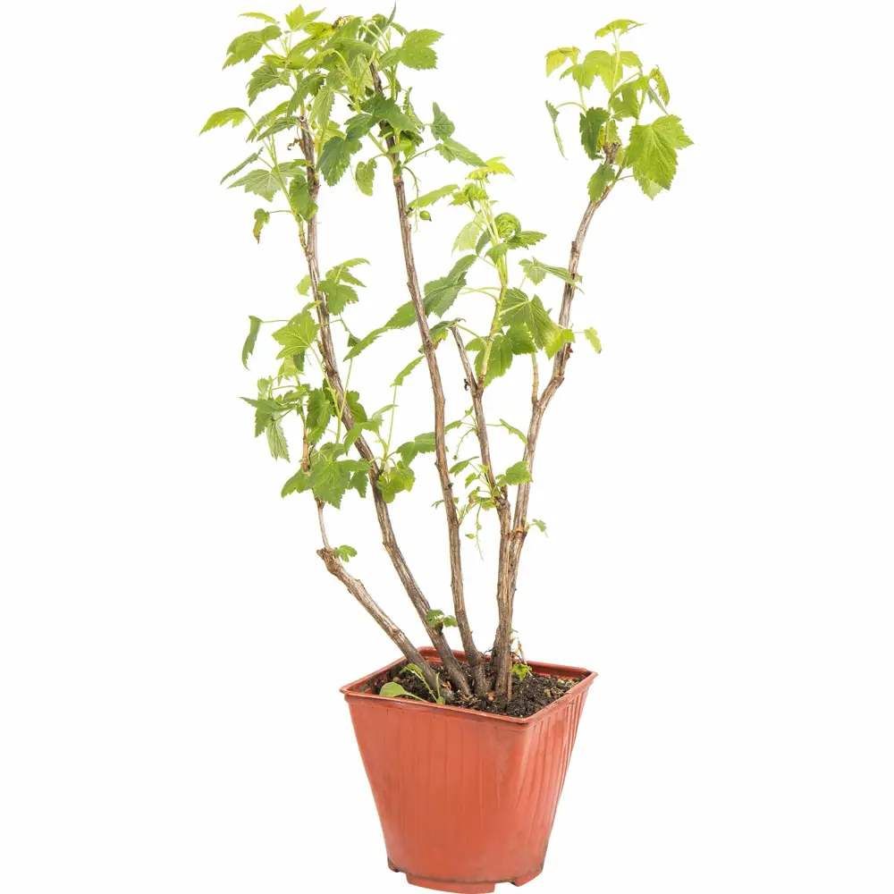 Саженец черной смородины Santreyd - ароматные ягоды для вашего сада 83248560 STLM-0958294