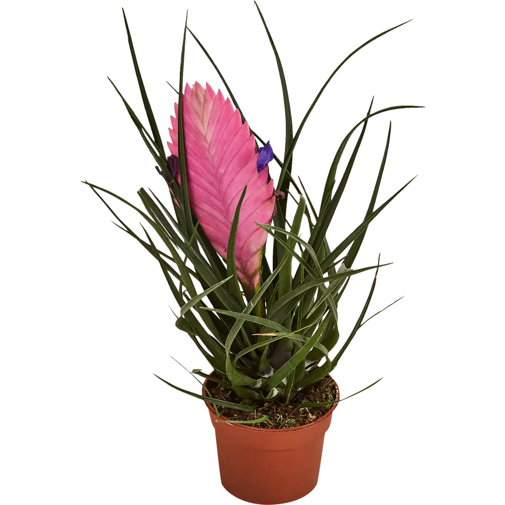 Тилландсия Анита Santreyd - изящное комнатное растение с сиреневыми цветами 87959879 STLM-0076390 - Вид №1