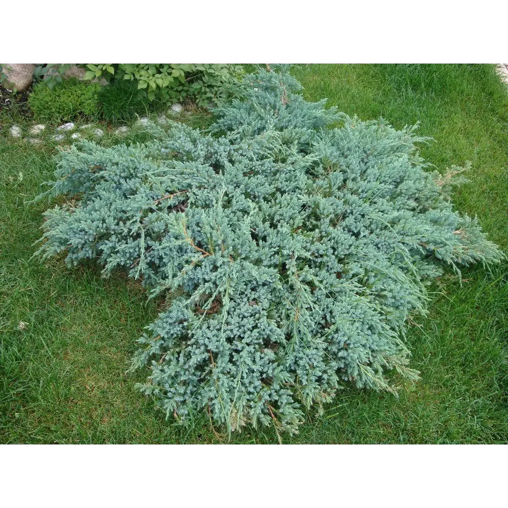 Можжевельник чешуйчатый Блю Карпет ø13 h20 - 25 см 87691112 STLM-2052577 PLANTMARKET 