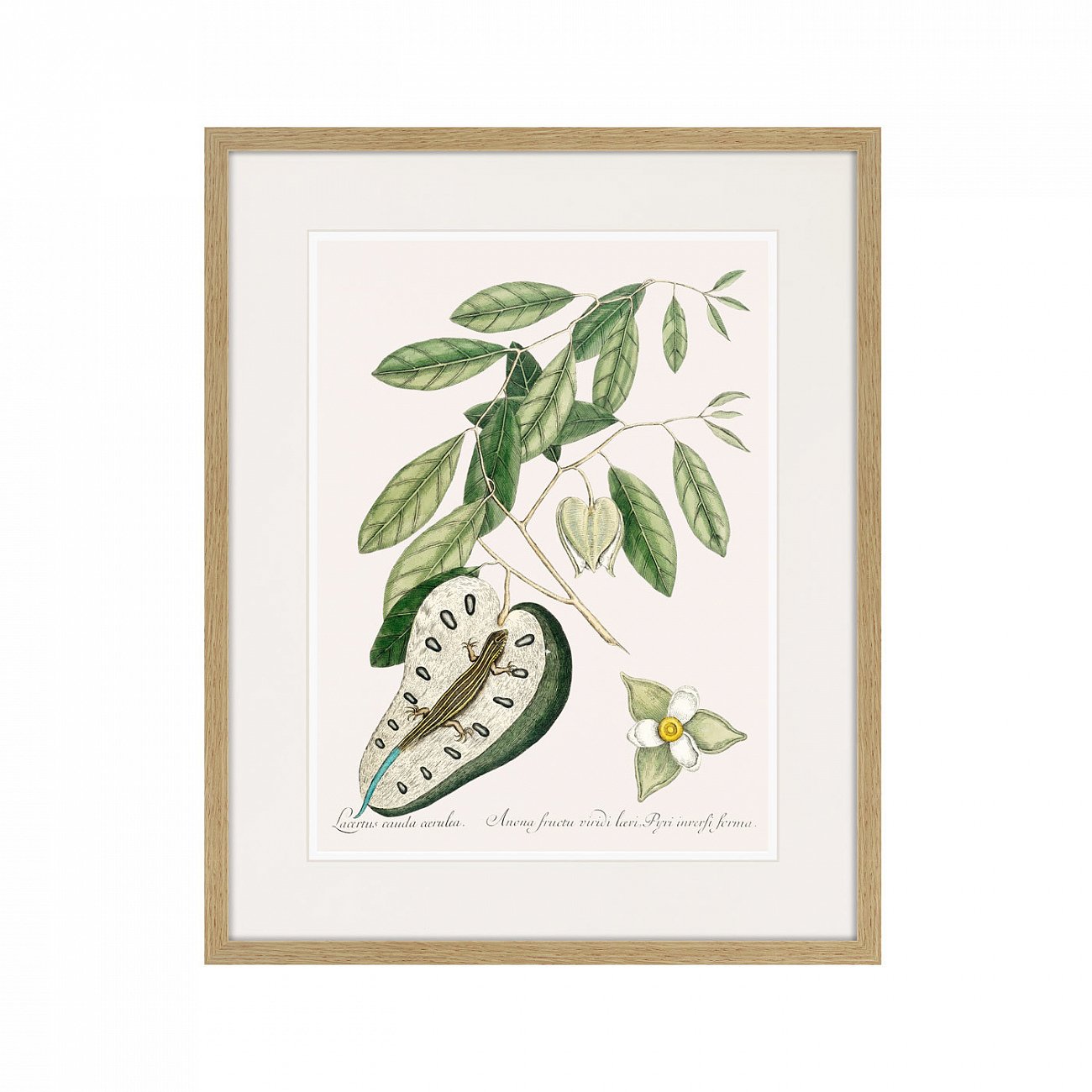 Литография на тонированной бумаге 52х42 см Blue Tail Lizard (Lacertus cauda carulea), 1742г. КАРТИНЫ В КВАРТИРУ  264309 Белый;коричневый;разноцветный  - Вид №1