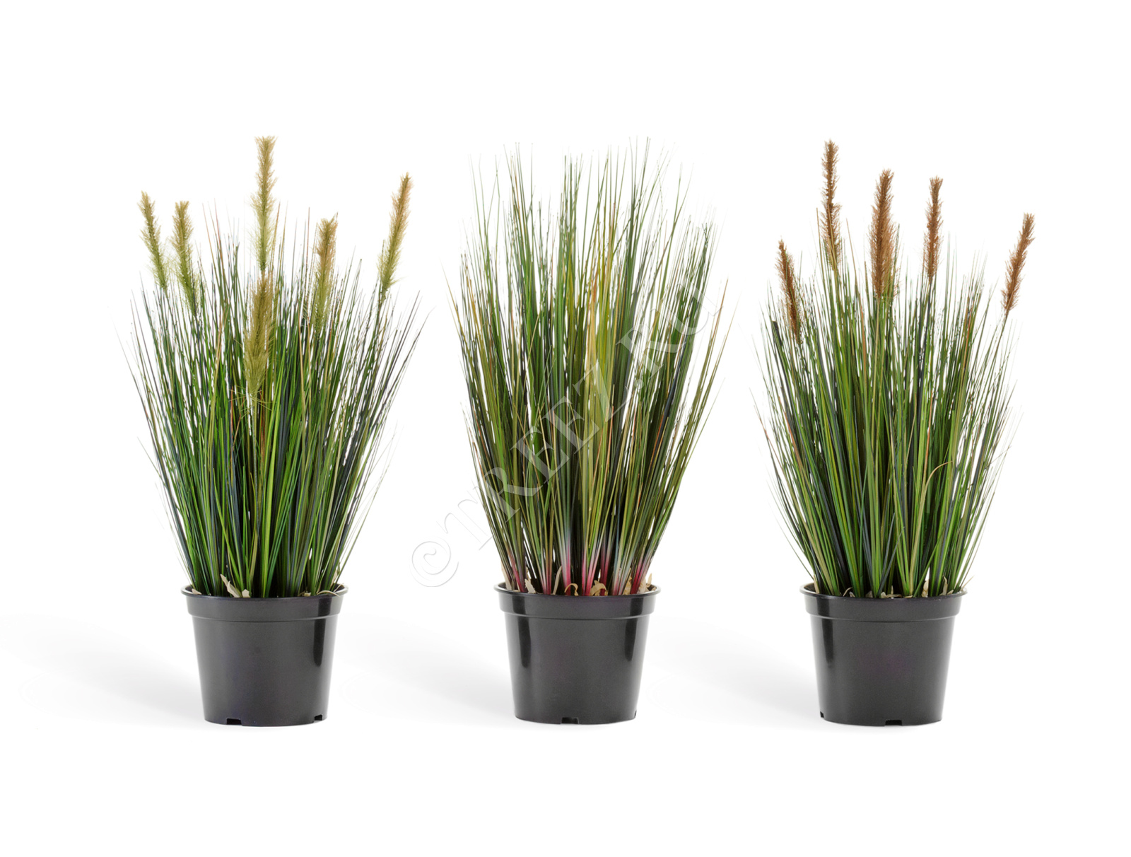 20.1040S Трава Осока куст с зелёными султанами Цветочная коллекция  - Вид №1