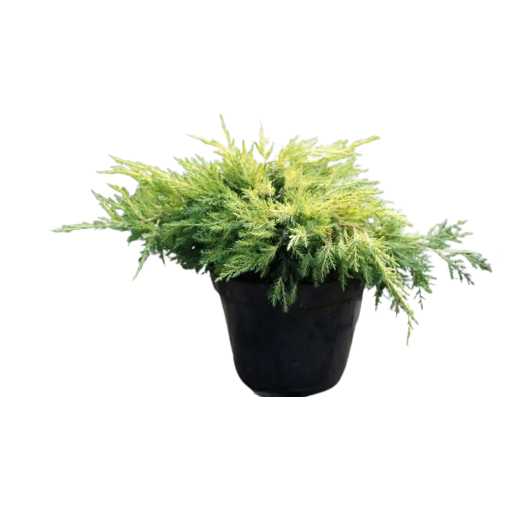 Можжевельник средний Голд Стар ø14 h35 см 84834054 STLM-2000445 PLANTMARKET 