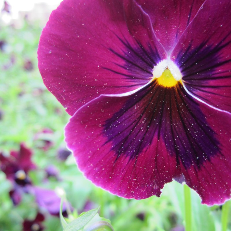 1272/CX38 Картина 1272 Adriani e Rossi 