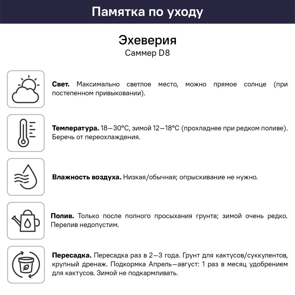 Эхеверия Саммер ø8 h4 см 89447756 STLM-2000933 Santreyd  - Вид №3