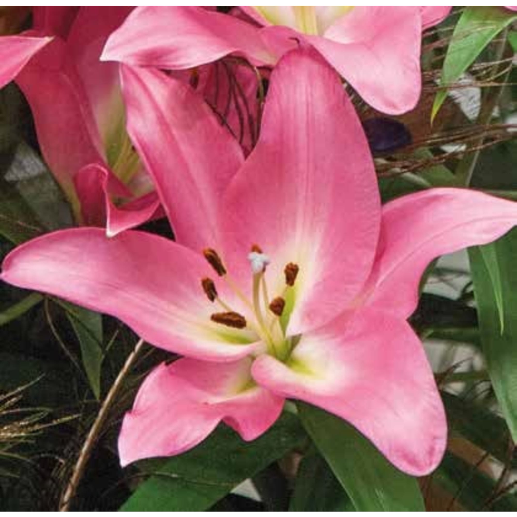 83760993 Лилия гибридная Арбатакс луковица 12/14 Santreyd 