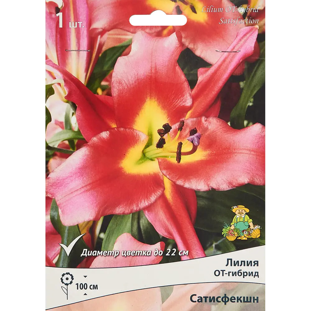 Лилия от-гибрид Сатисфекшн 85205722 STLM-2102815 ПОИСК 