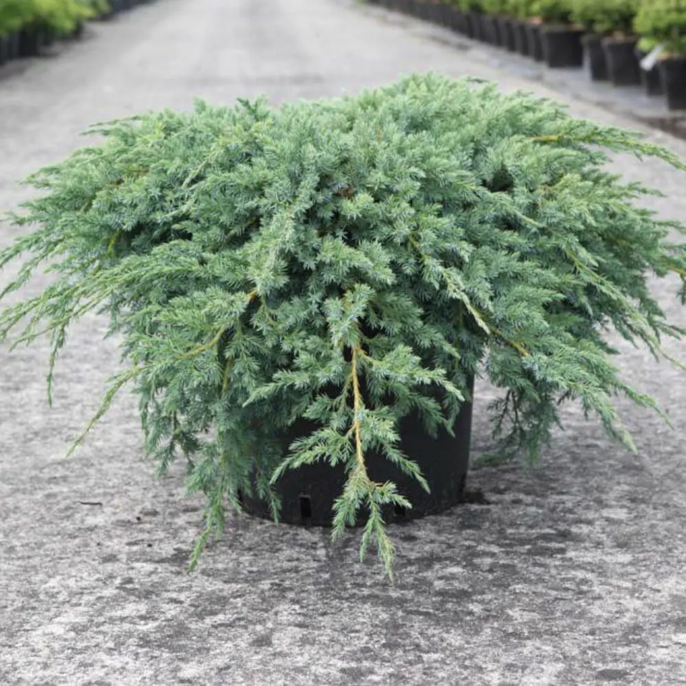 Можжевельник чешуйчатый Блю Карпет ø22 h45 см 84834060 STLM-2041237 PLANTMARKET 