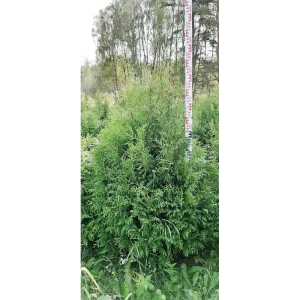 Туя западная Брабант ø48 h120-140 см