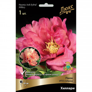 82661881 Пион ито-гибрид «Хиллари» разбор 2-3