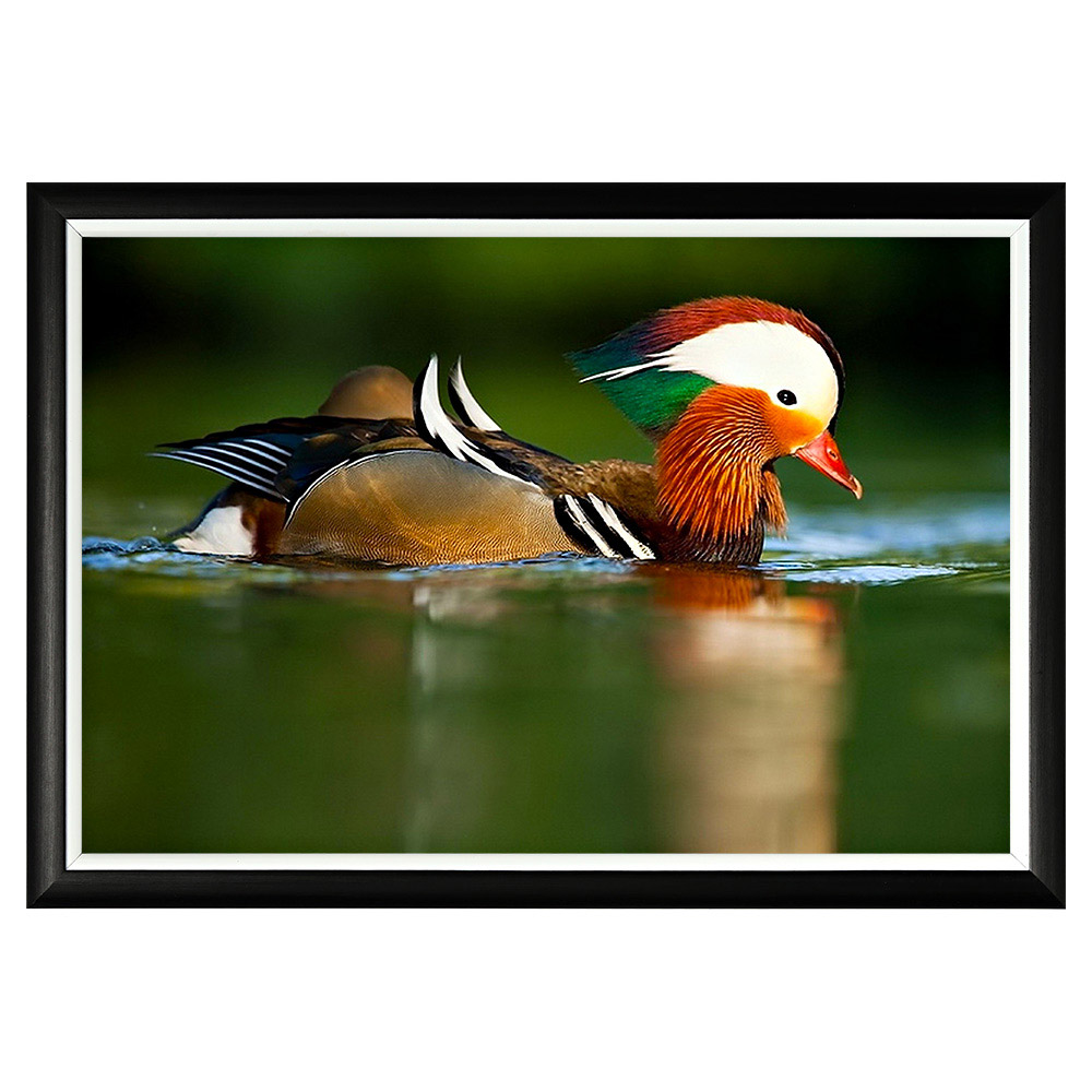 896523234_1818 Арт-постер «Утка Мандаринка» Object Desire 