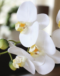 2762 778 a3 Пластиковая орхидея Phalaenopsis, горшечная, 45 см, real touch soft, бежево-белая H-andreas