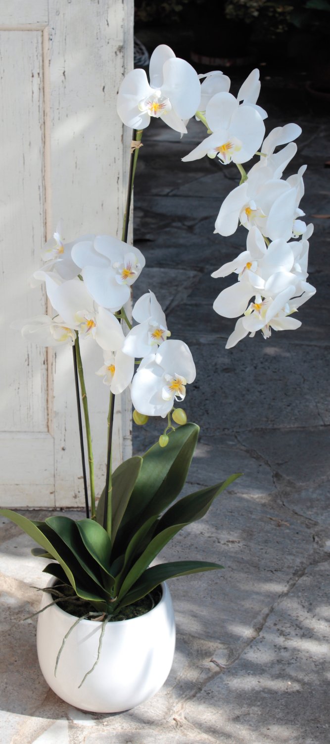 2604 778 a3 Искусственная орхидея Phalaenopsis, 2-х кратная, в керамическом горшке, 100 см, real touch, бежево-белая H-andreas  - Вид №7