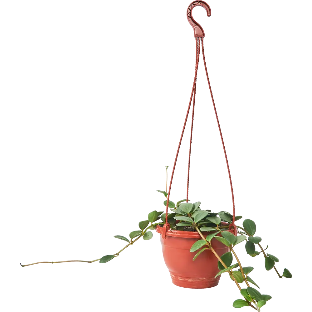 Пеперомия Хоуп Santreyd — изящное комнатное растение с кожистыми листьями 85535965 STLM-0063572 - Вид №1