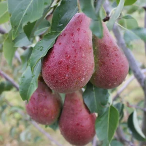 Груша Брянская красавица пакет