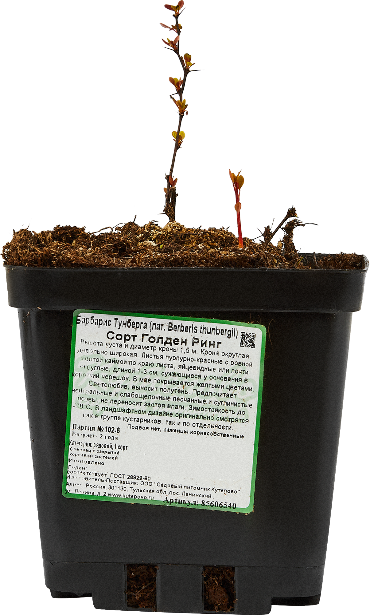 Барбарис Тунберга Голден Ринг Santreyd - декоративный кустарник с золотой каймой 85606540 STLM-0064514 - Вид №1