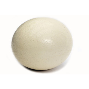 Яйцо страуса