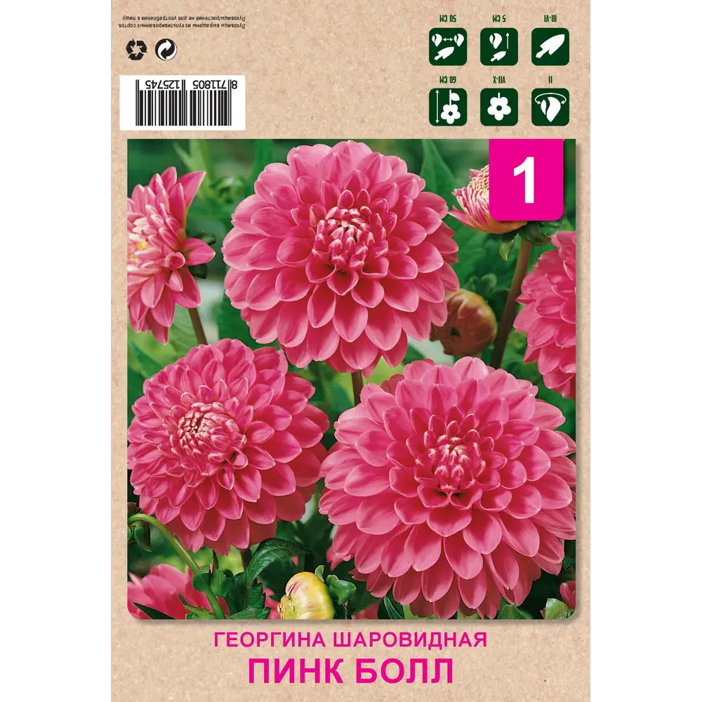 Георгина шаровидная пинк болл 1 шт 82549922 STLM-2194099 Santreyd 