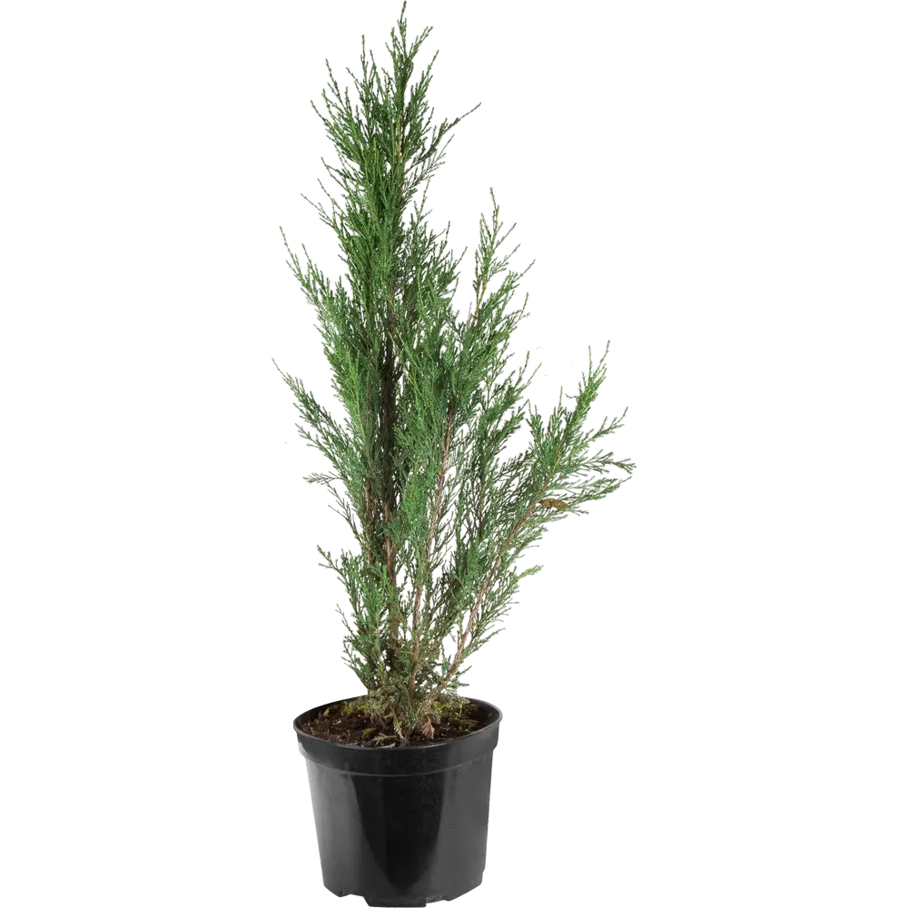 Можжевельник скальный фишт C7.5 82550319 STLM-2151263 ГАВРИШ 