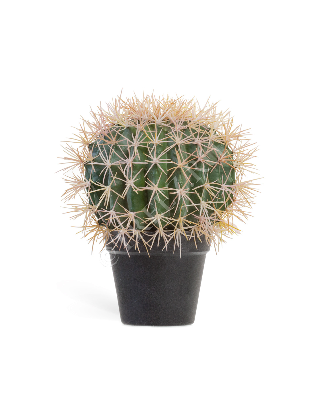 10.091829N Кактус Баррель Цветочная коллекция  - Вид №3