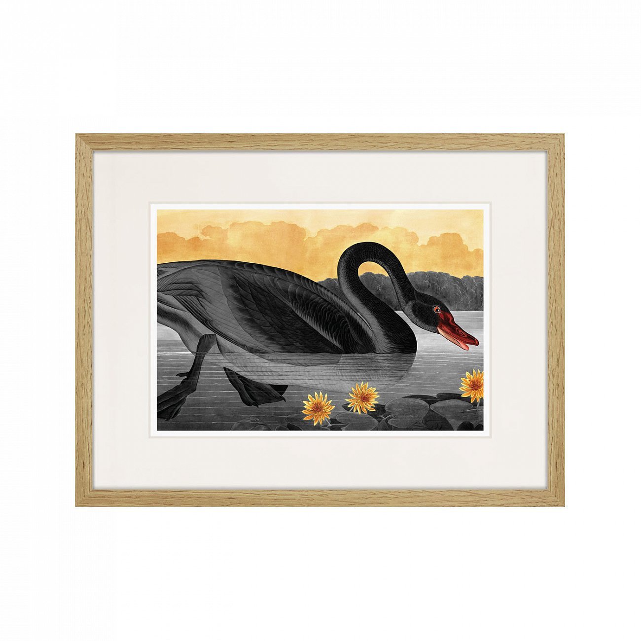 Картина в раме 42х32 см Common American Swan (black), 1838г. КАРТИНЫ В КВАРТИРУ  264483 Желтый;серый  - Вид №1