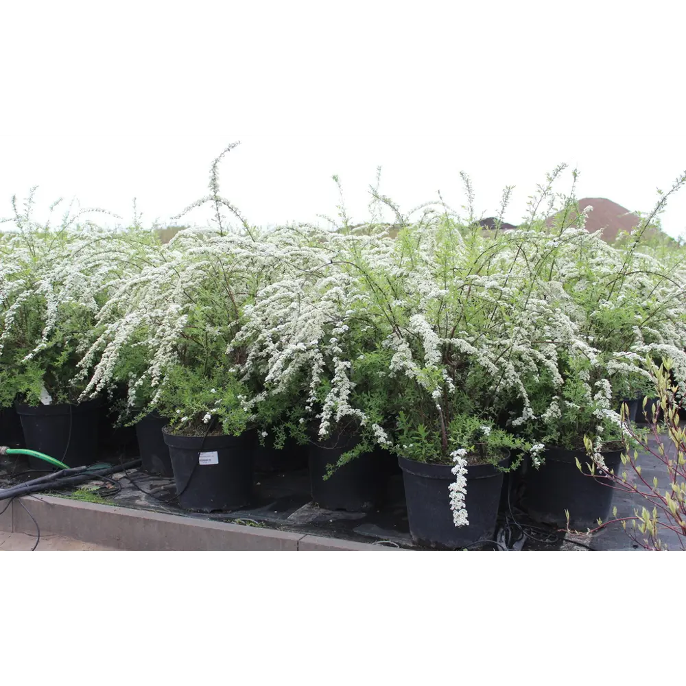 Спирея Серая Грефшейм ø15 h35 см 84828928 STLM-2145776 PLANTMARKET 