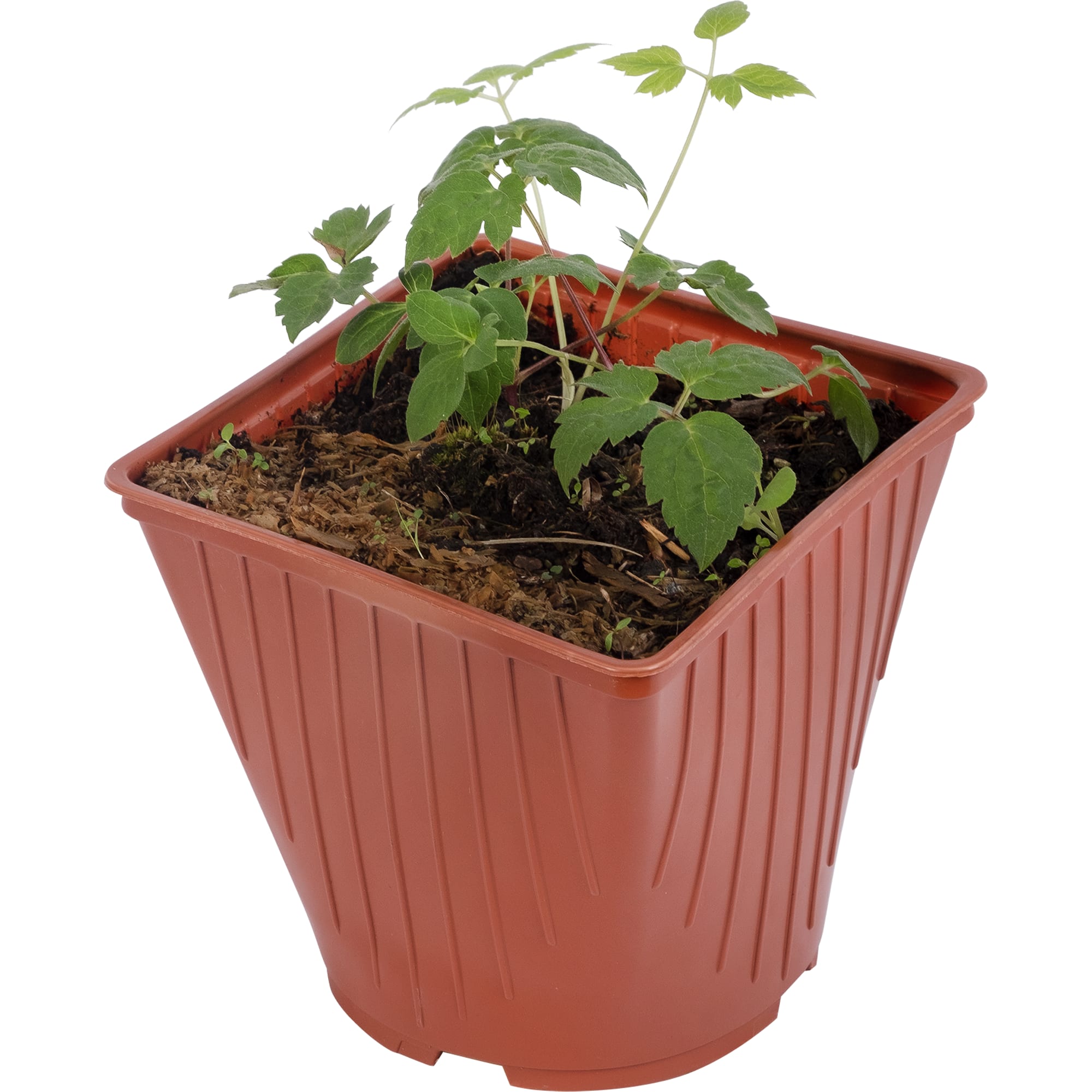 82237708 Клематис крупноцветковый «Ниобе» С1 Santreyd 